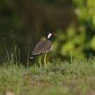 Red-wattled Lapwing